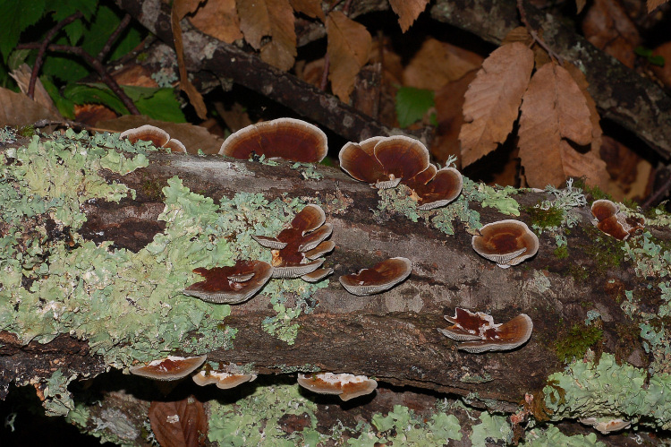 Spore molto ricurve di Daedaleopsis confragosa var, tricolor